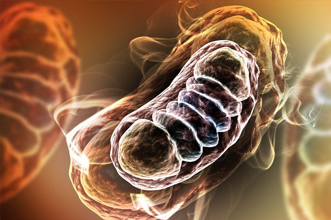 Mitochondrial Dysfunction